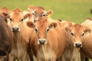 Time for a One-Eighty on Cows and Climate – Part 1